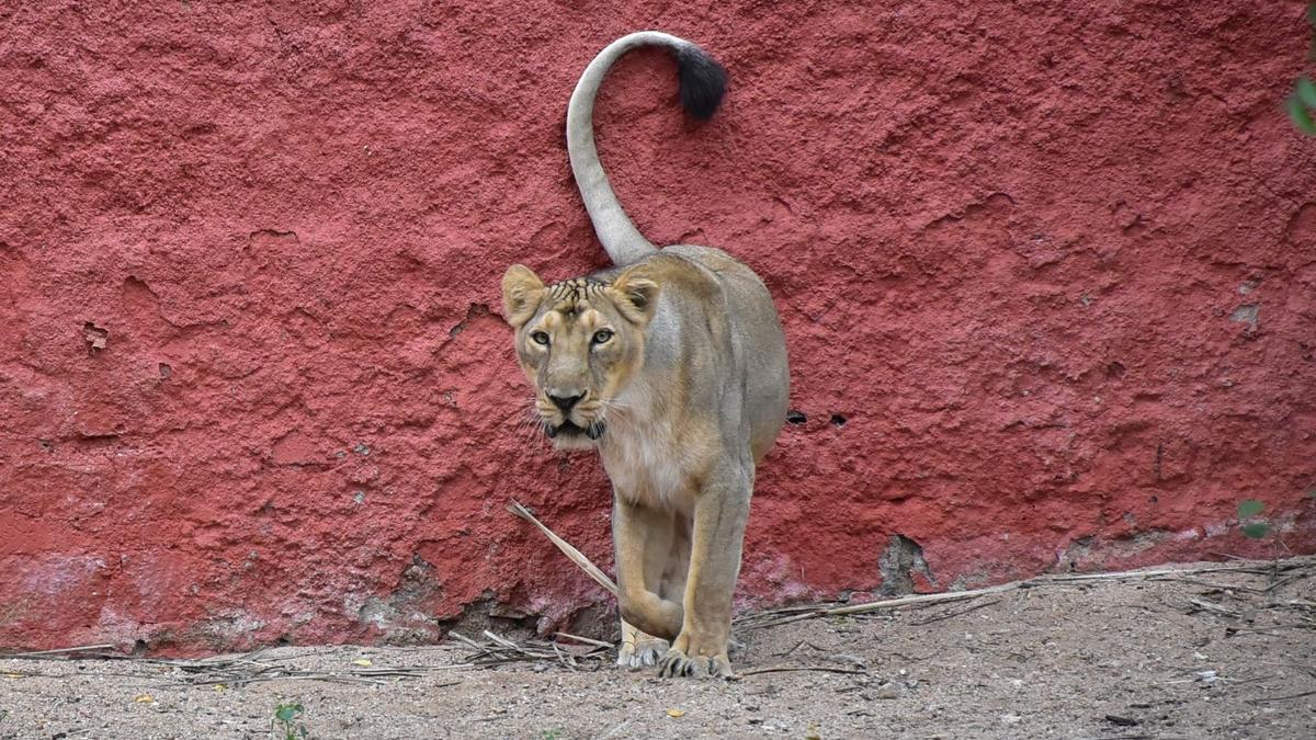 Hyderabad zoo keeper narrowly escapes lion attack 